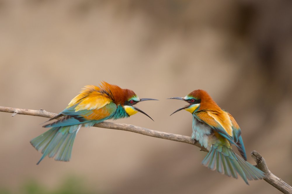 Discussion (Bee-eater)