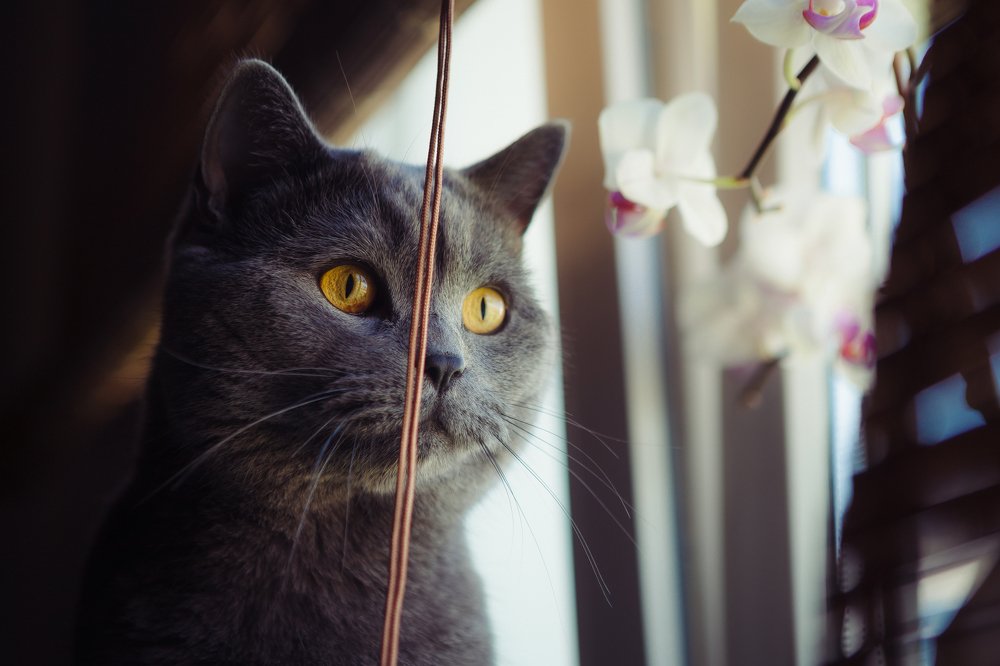 Солнечные дни