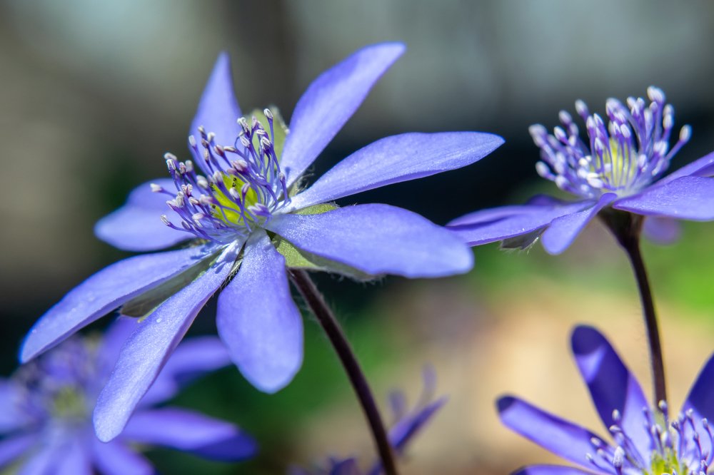 Фотография автора Libardi Gino
