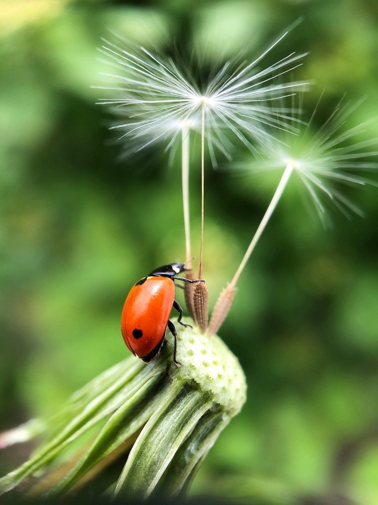 Парашют не будет лишним, даже если у тебя есть крылья))
