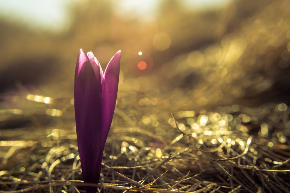 Фотография автора Libardi Gino