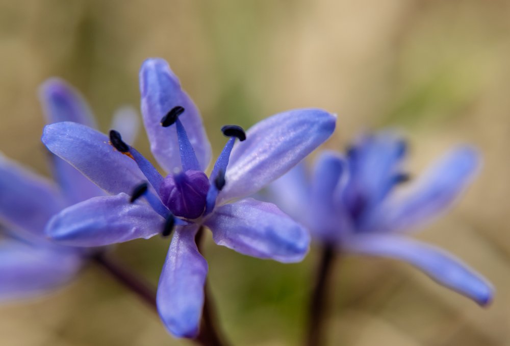 Фотография автора Libardi Gino