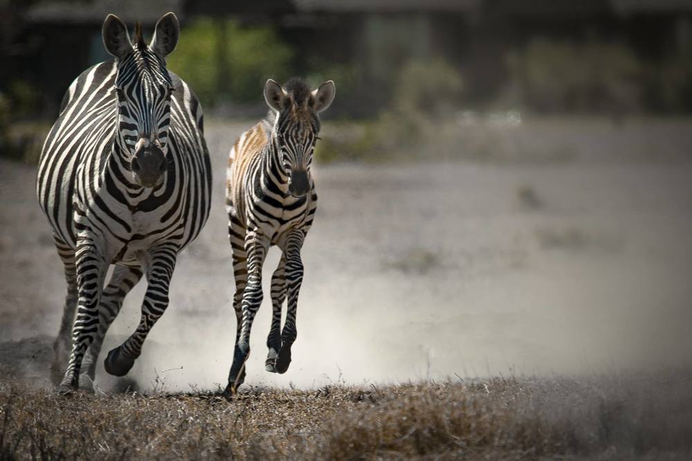 The Zebra learns to Trot