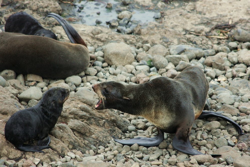 Не твоя я мама!!!