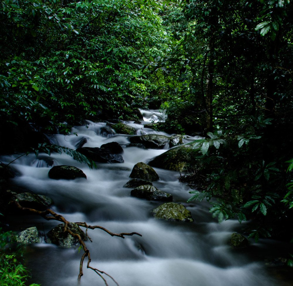 Beauty of Silent Valley