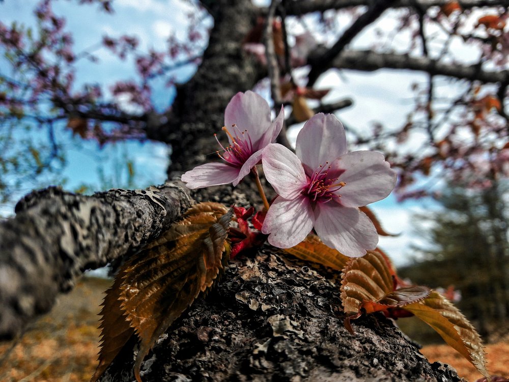 Photograph by Сергей Рязанов