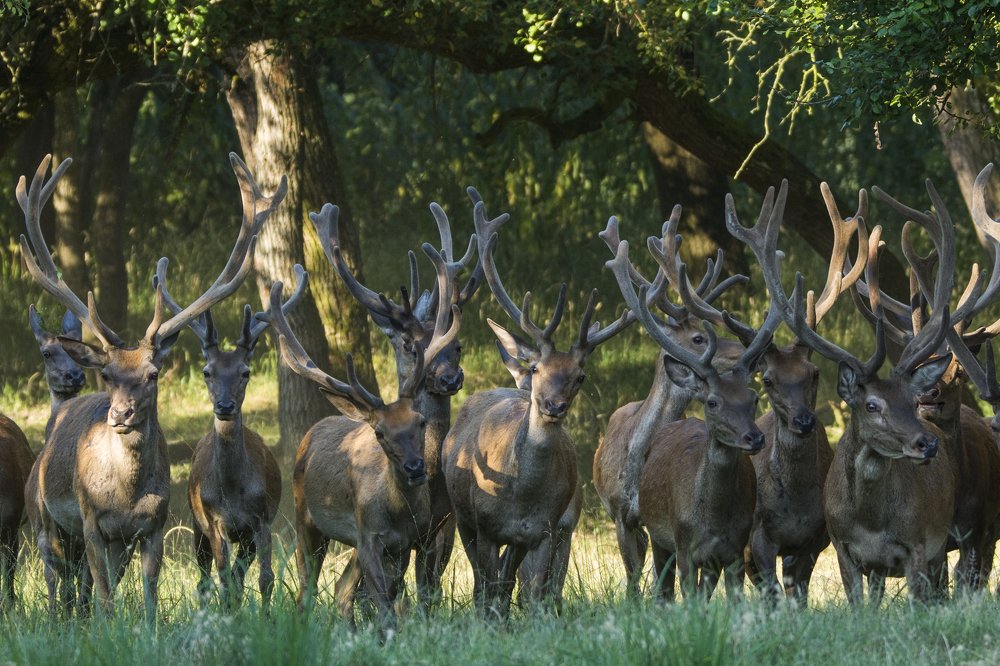 Red deer