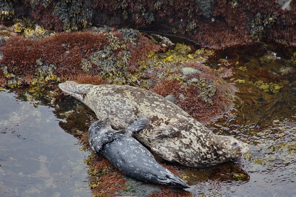 Обед нерпенка!