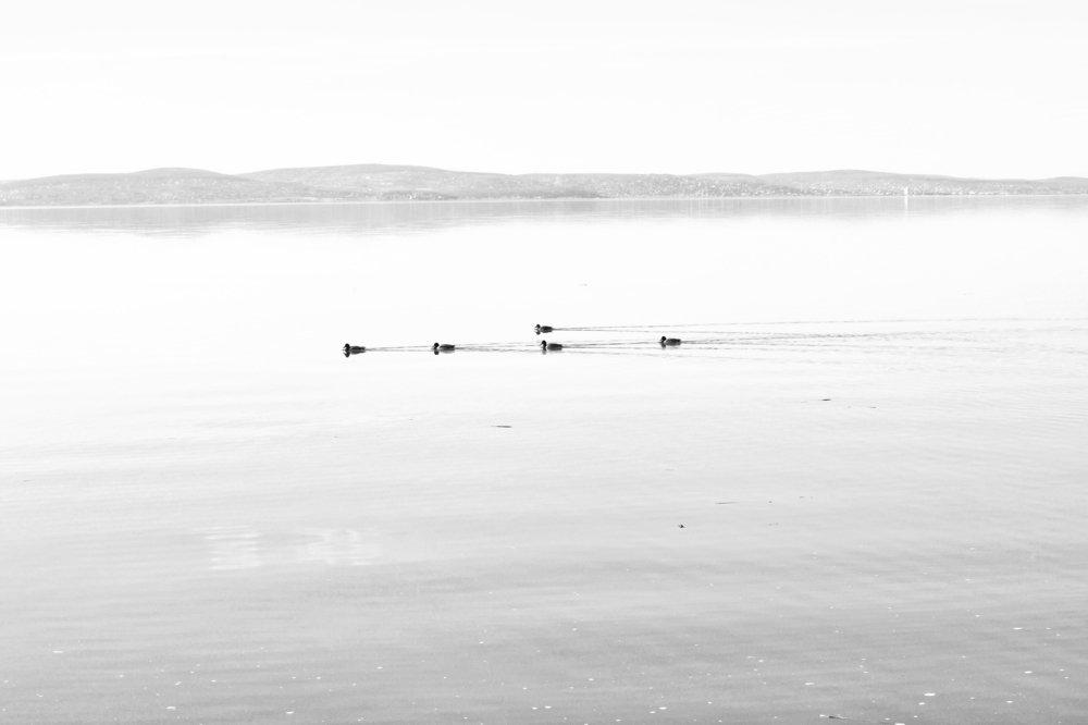 Swans on Balaton