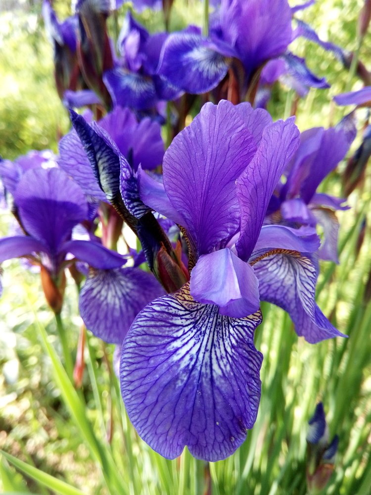 Зацвели ирисы