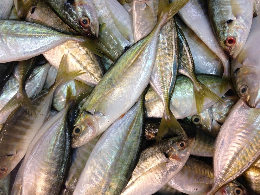 fish