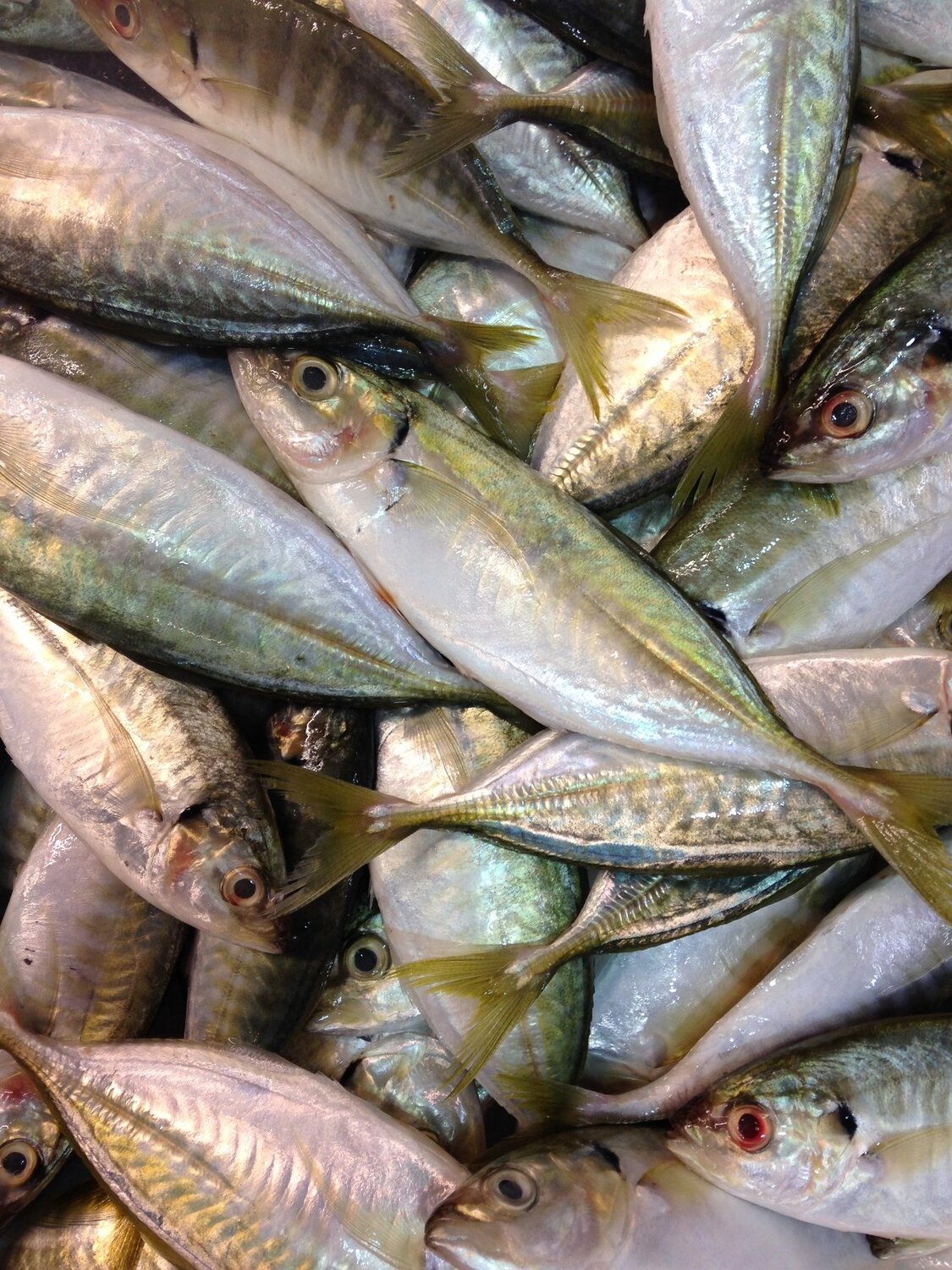 fish