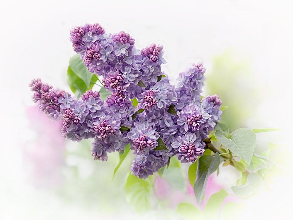 Сирени нежное мгновенье...