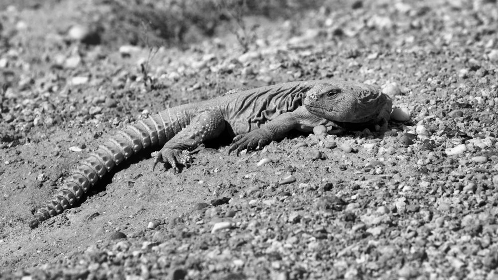 uromastyx aegyptia
