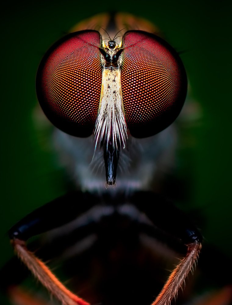 Compound Eyes