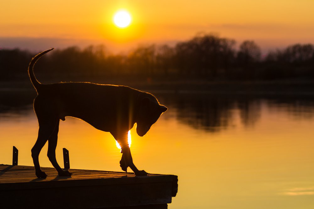 Закатные узы