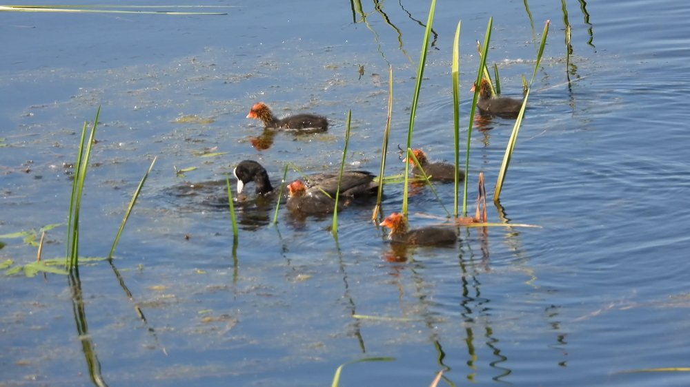 Семейная идиллия