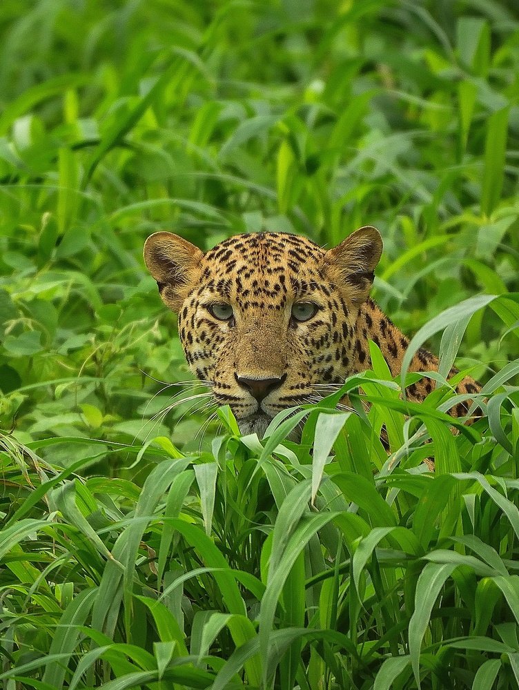 Indian leopard