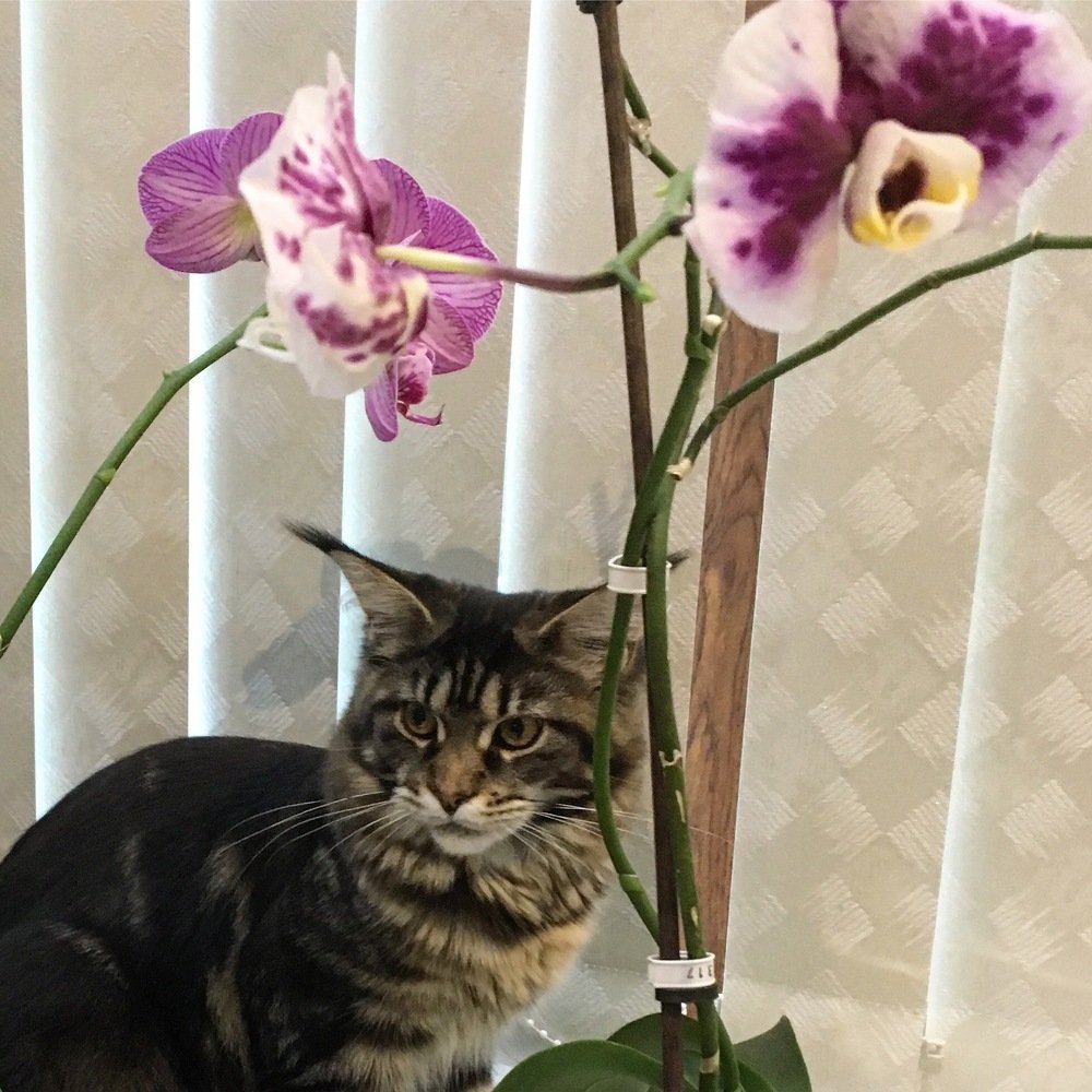 Мейн-кунья)