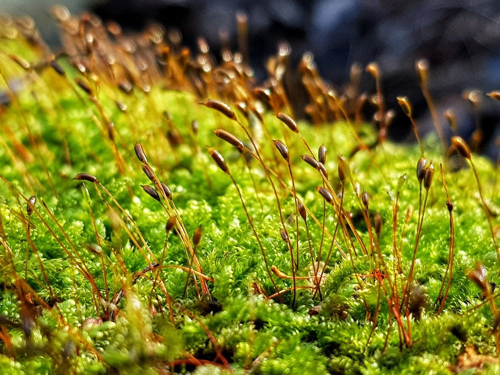 Photograph by Marcin Sokolowski - maarew