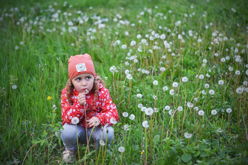 Куда же летят парашютики ?