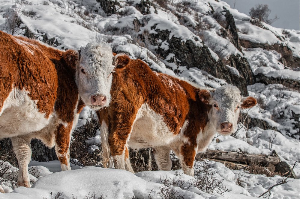 Photograph by Иоанн Степанченко