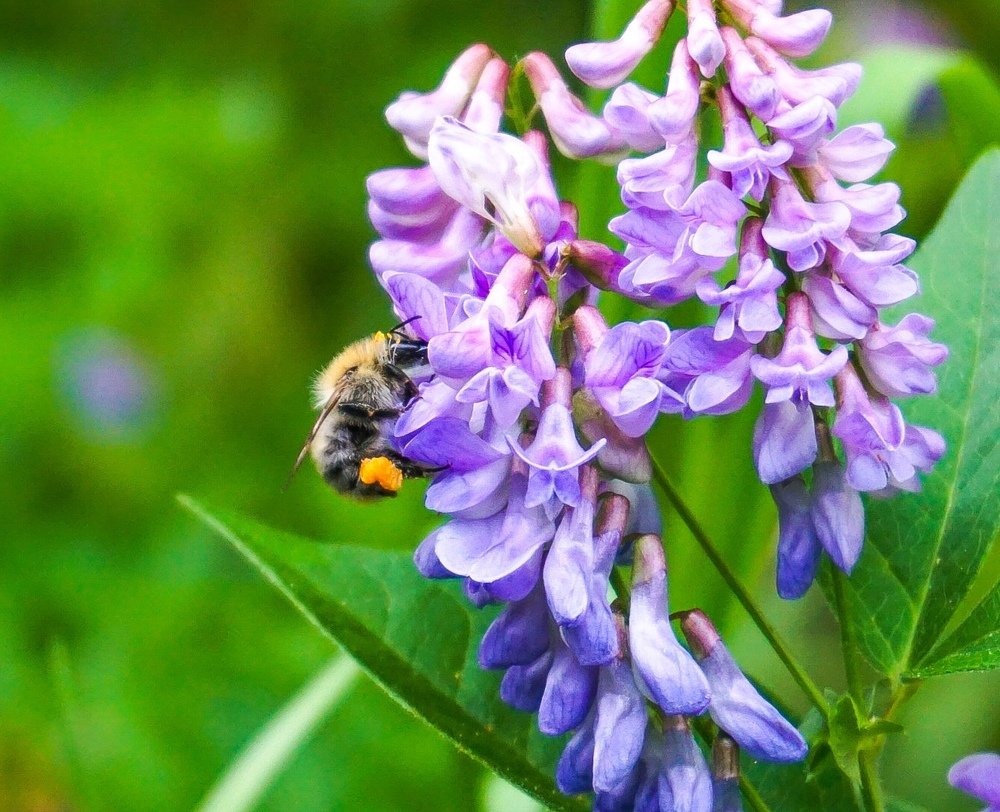 Пчела за работой