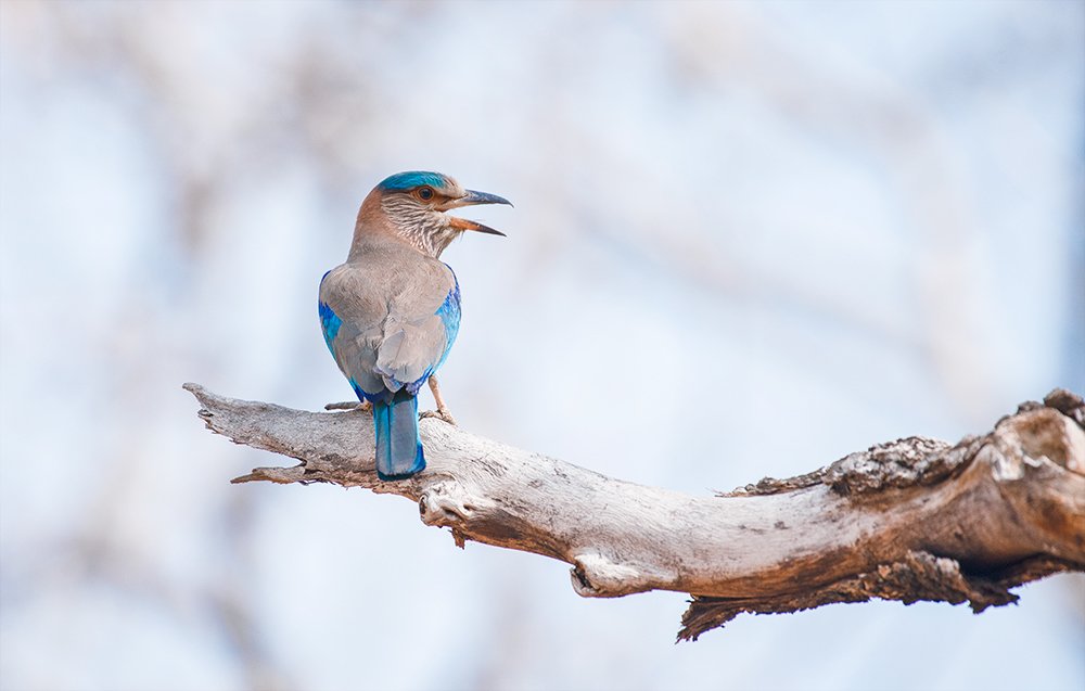 Indian roller