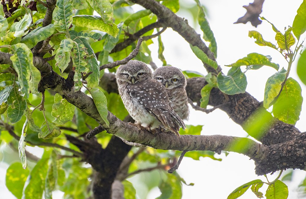 Spotted Owlets