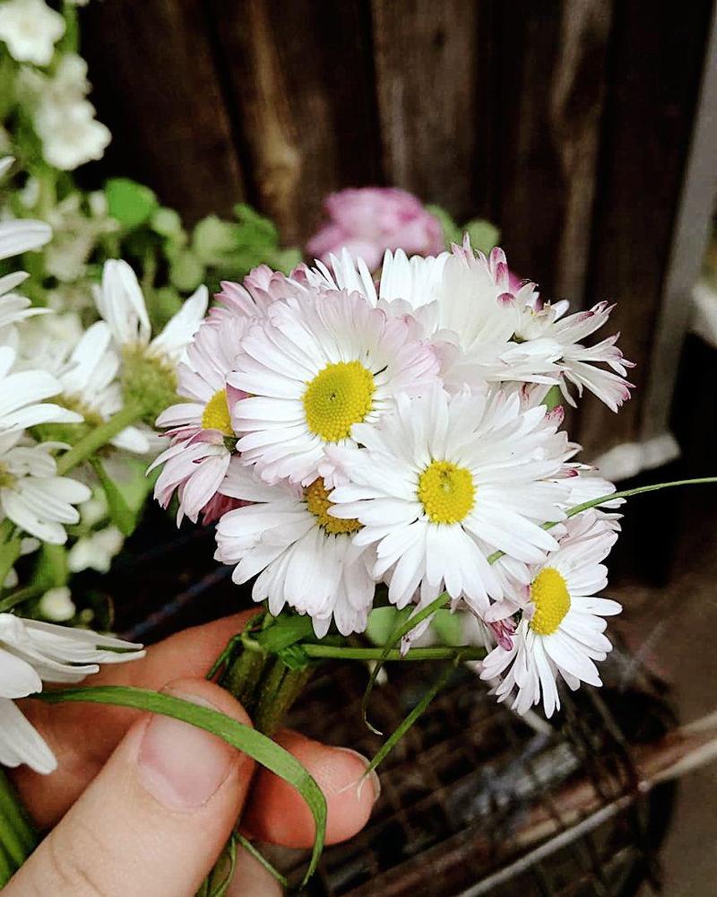 Маргаритки