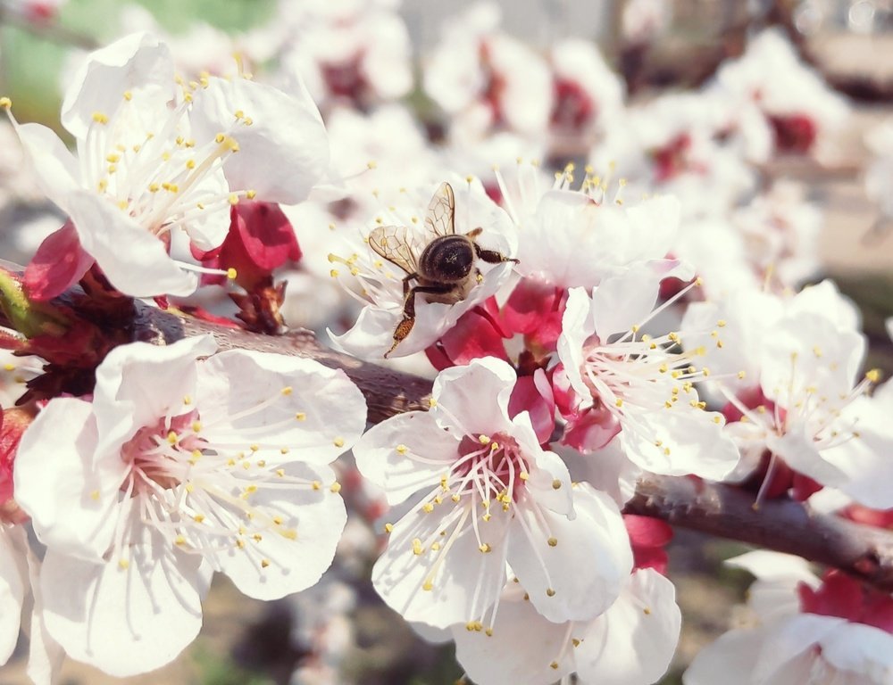 Обратная сторона пчелы :3