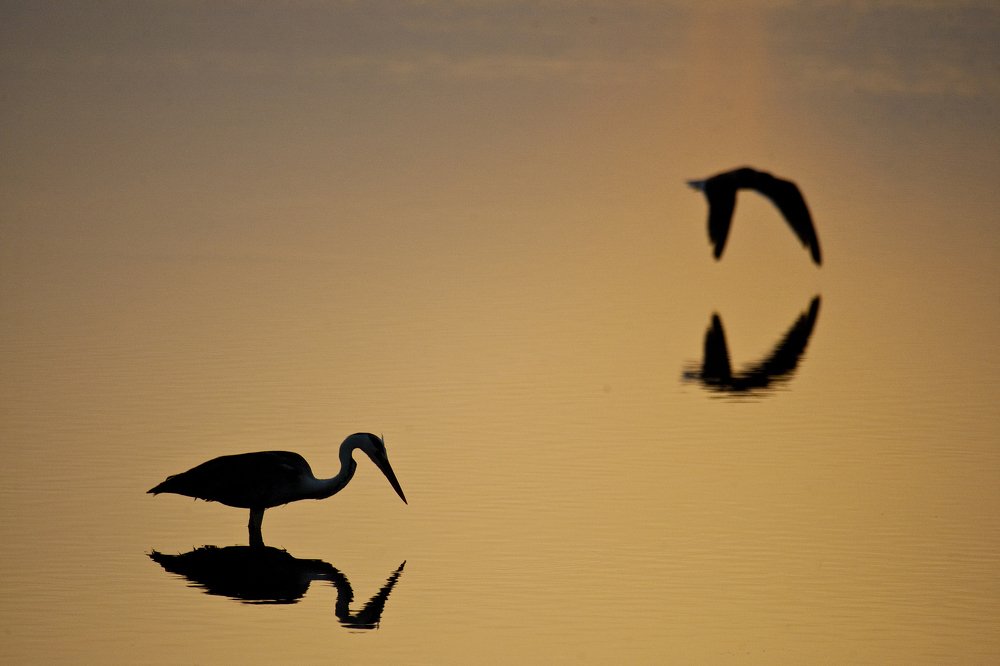 Пернатый закат