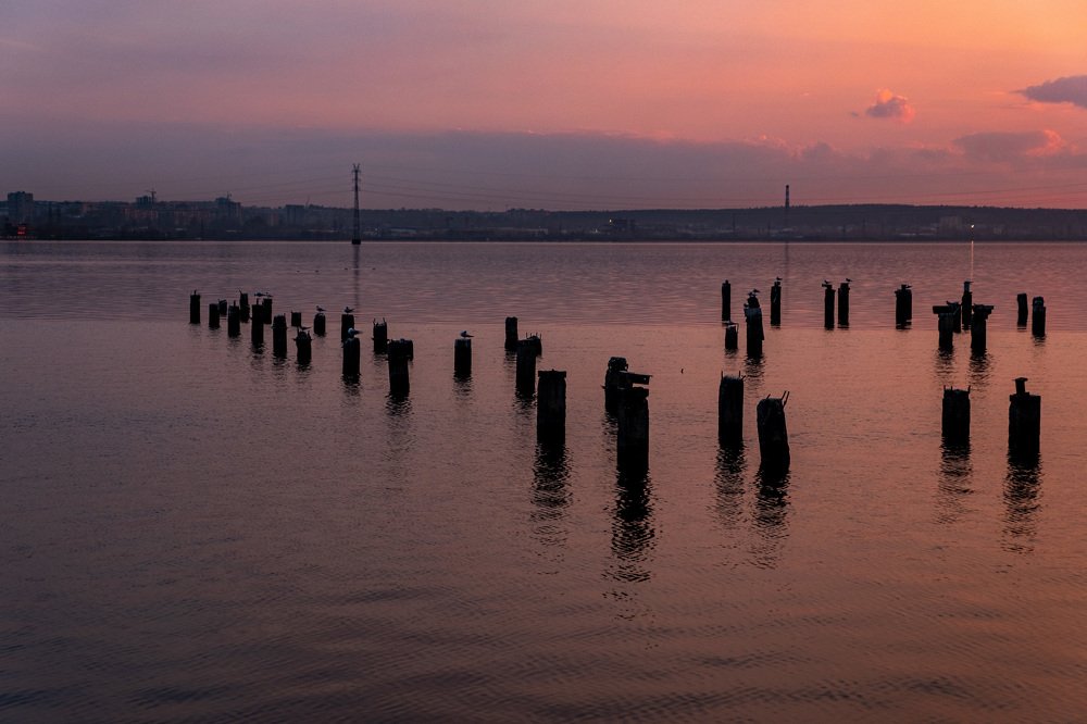 Каждому столбу по чайке