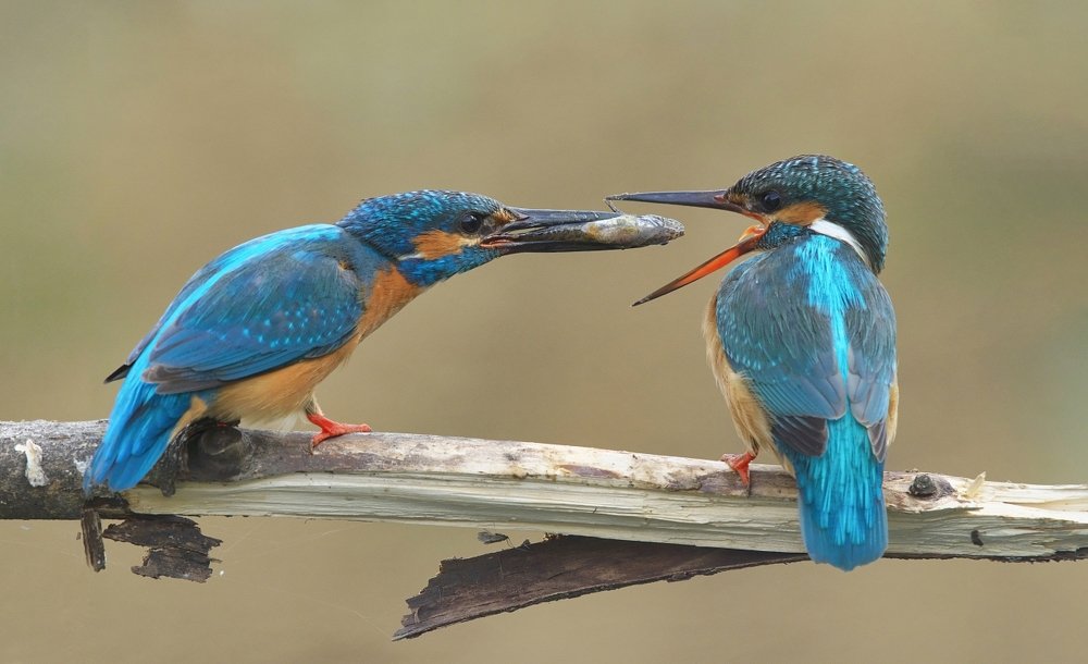 Угощение для любимой