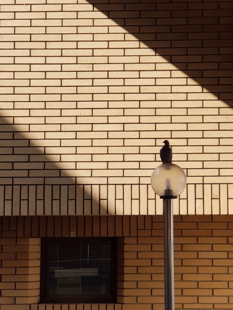 Bird