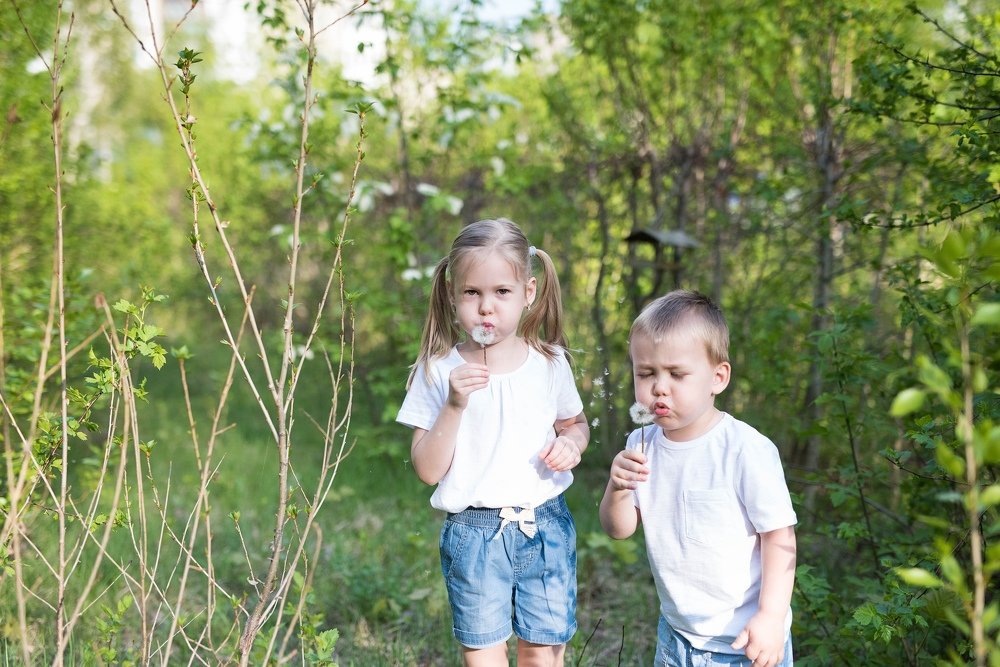 Одуванчики