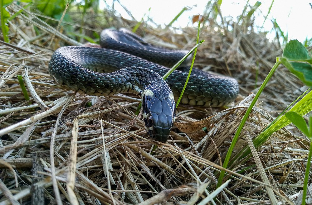 Grass snake