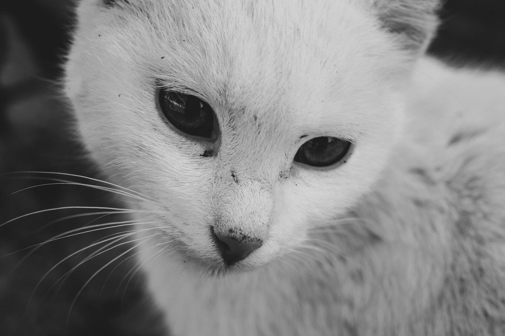 Snowball in Black and white