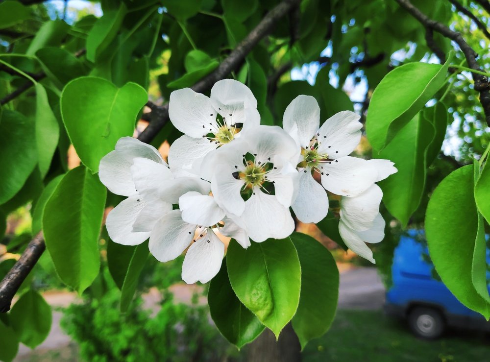 Цветущая груша