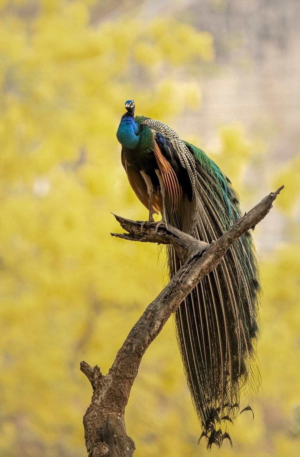 Bird of India