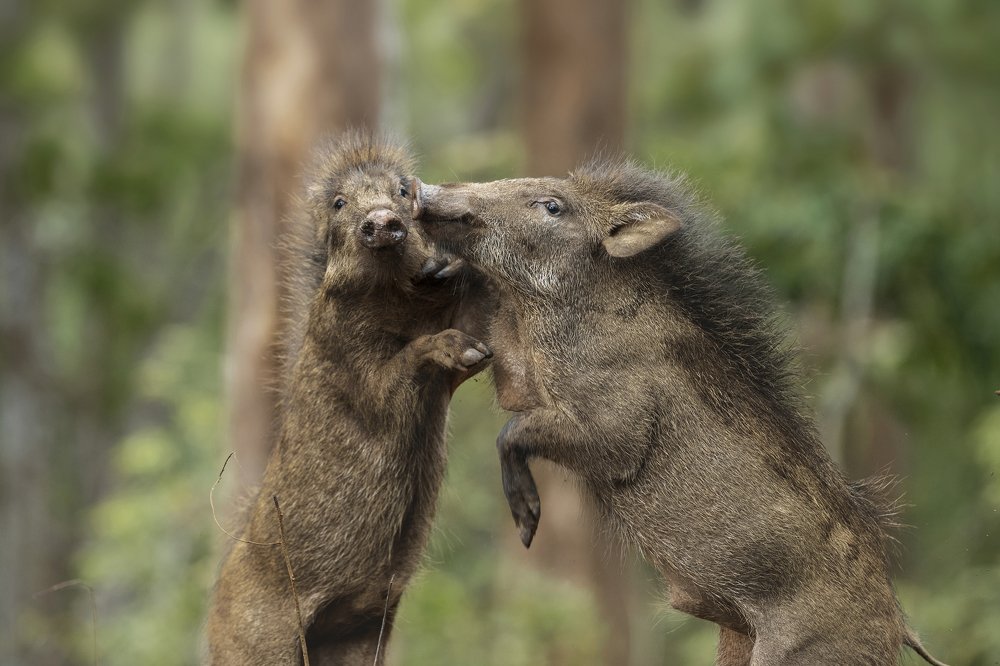 The martial Arts of jungle
