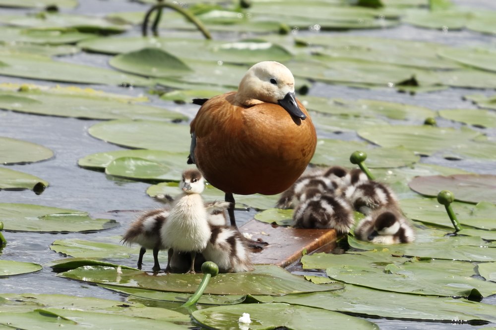 На маленьком плоту