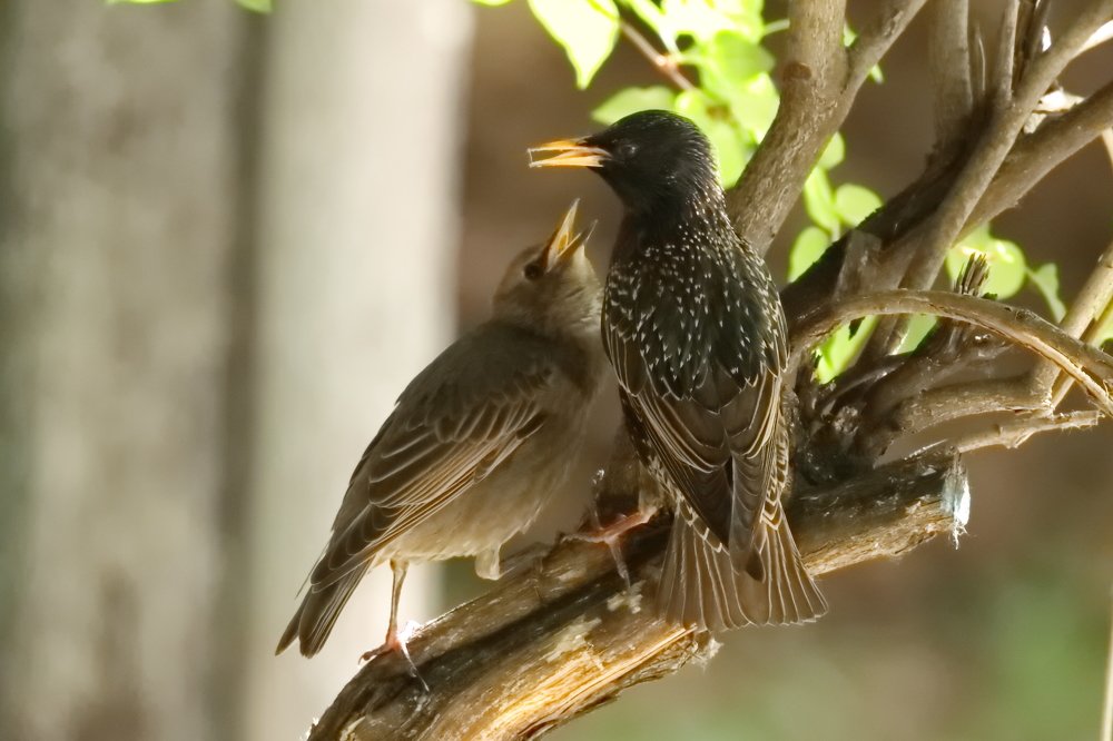 Ну маааам...