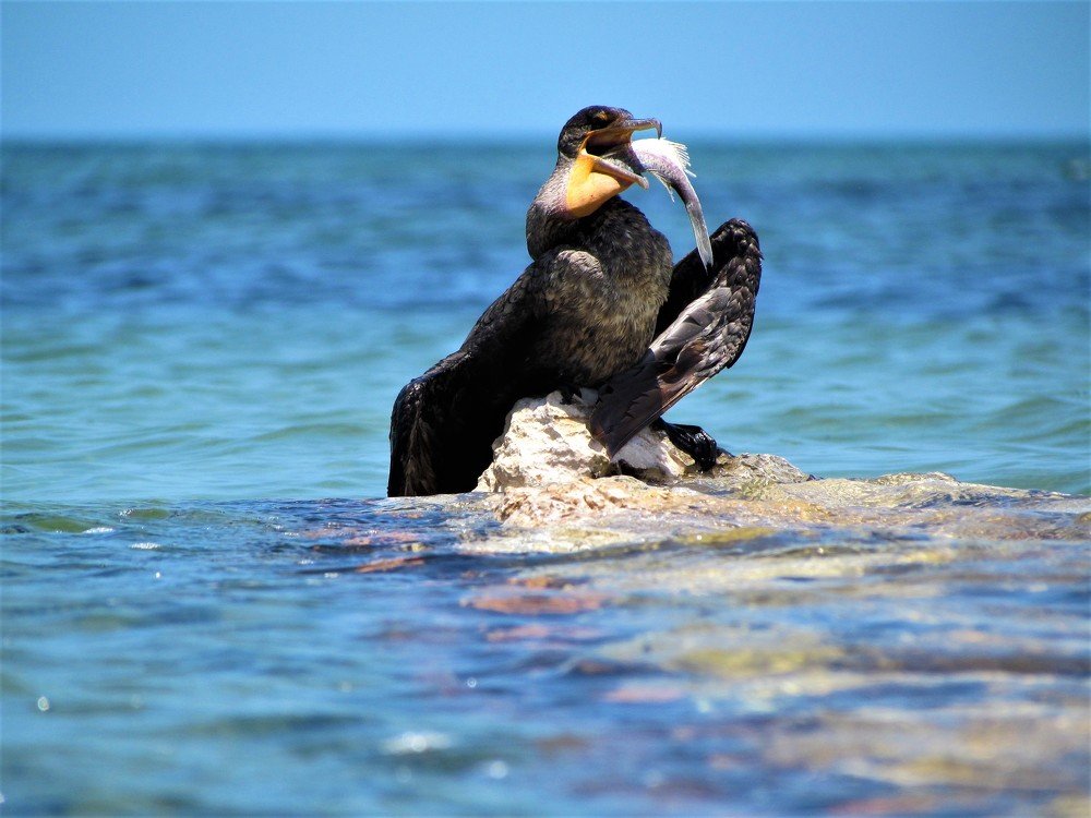 Pescando