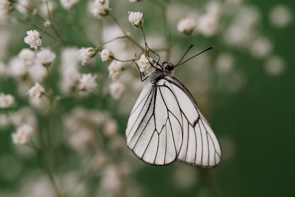 Белая вуаль