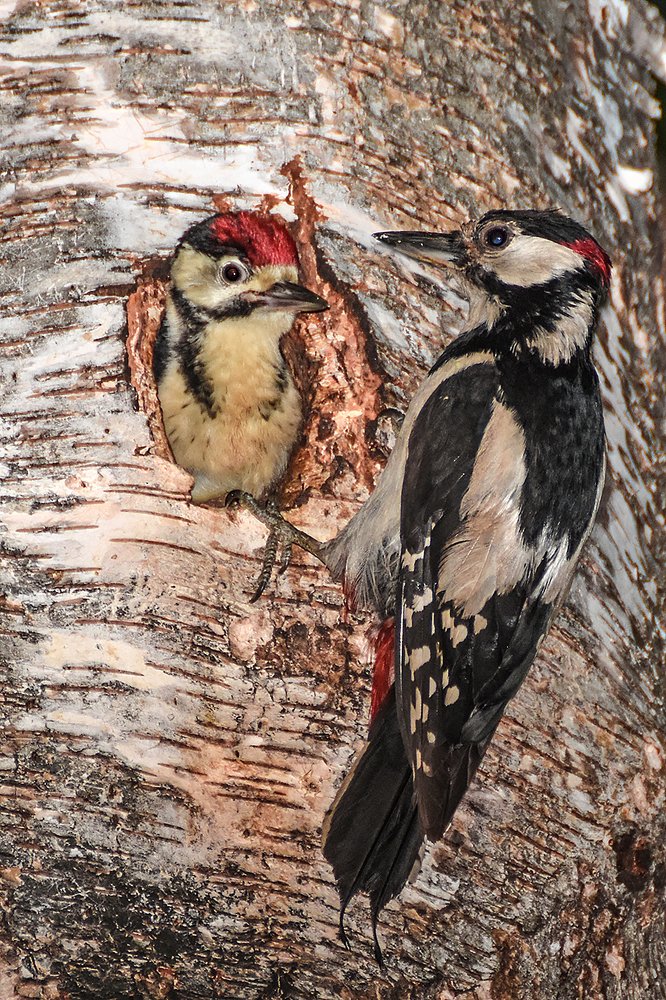 дятел с птенцом