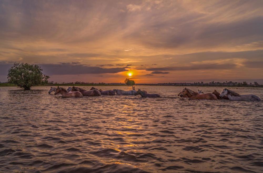 ТАБУН В ПОЛОЯХ