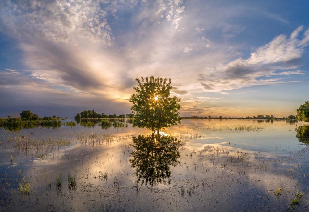 ОДИНОКИЙ ЯСЕНЬ