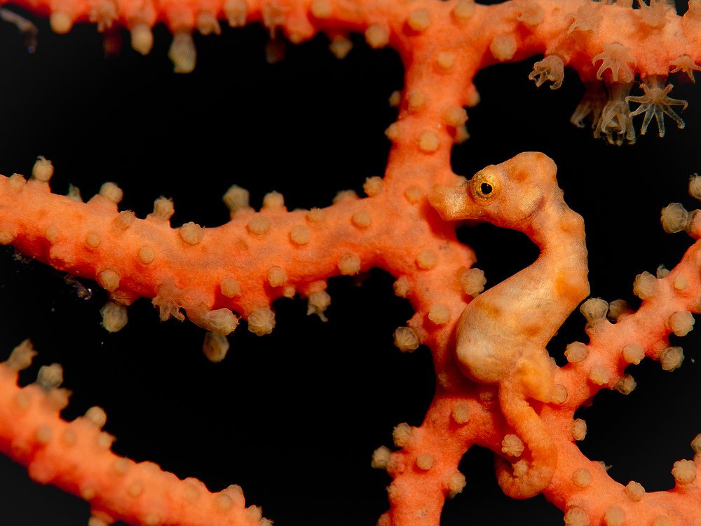 Photograph by Юрий Журавлев