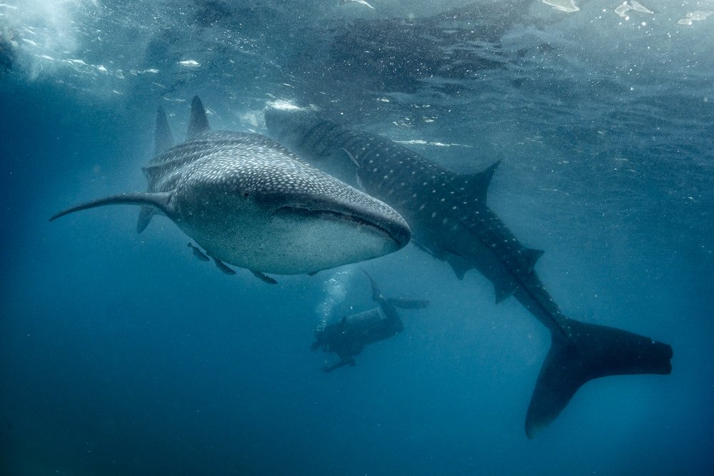 Photograph by Юрий Журавлев